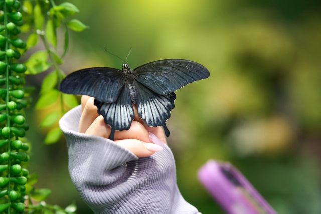 🦋 ЗАВТРА ОТКРЫТИЕ выставки «Чудеса Тропиков и Живые Б...