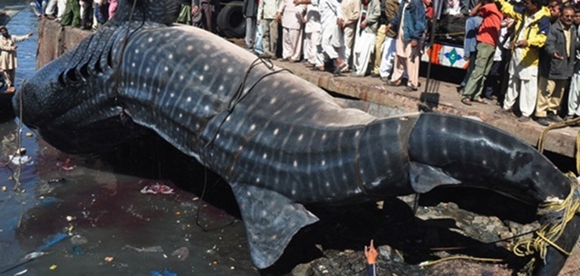 Самая большая китовая акула была поймана пакистанским...