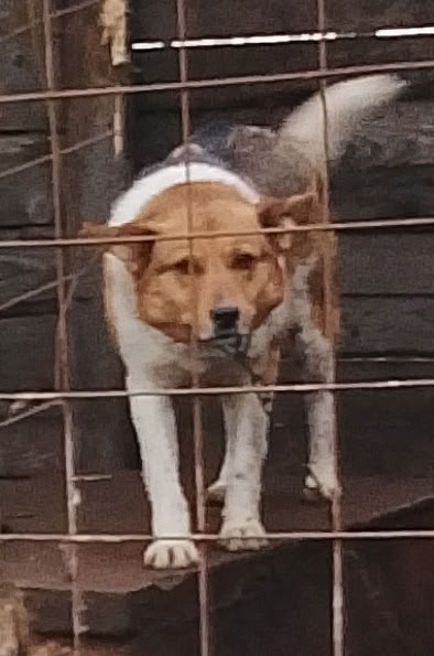 Очень нужна помощь с погашением долга Ноева ковчега! В ...