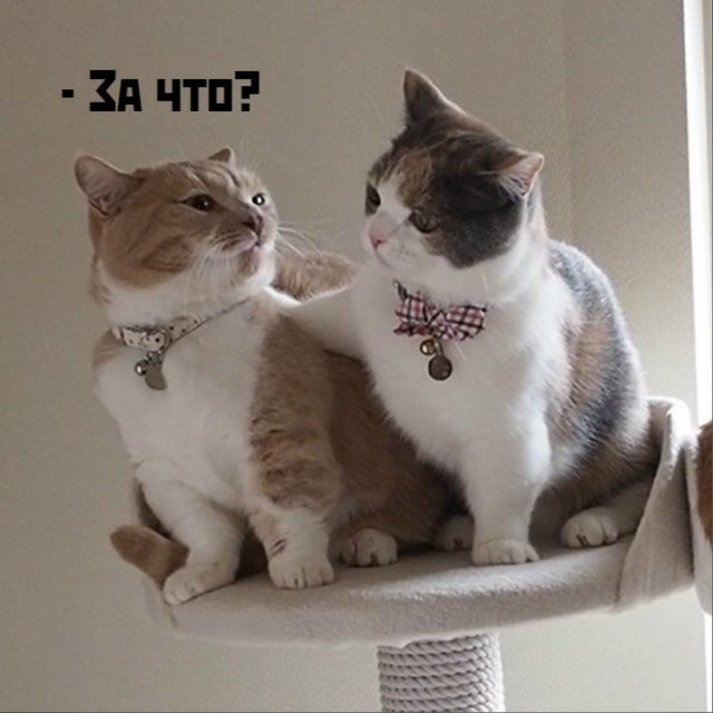 Чисто по-женски?