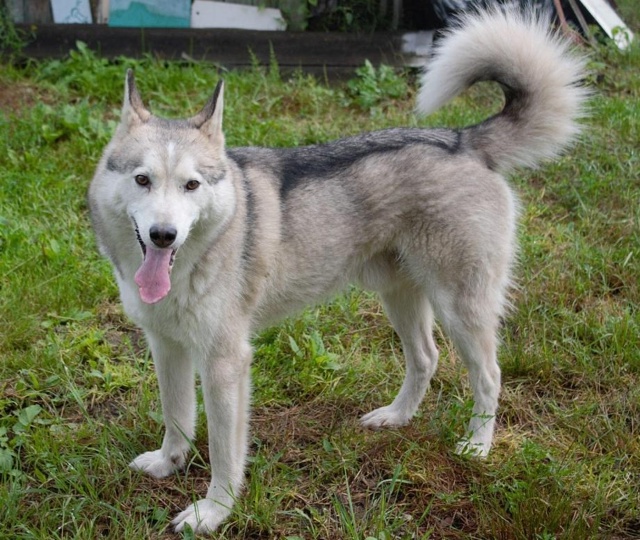 Красавец Саян ищет семью 🐕
Этот пёсо-парень жил со св?...