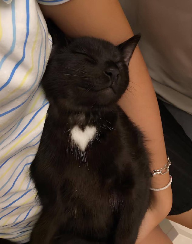 Споть :3