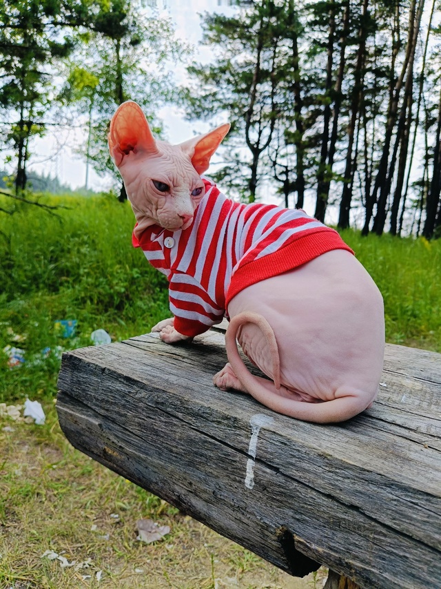 Брюс путешественник. Топнул с хозяевами более 1700км на ?...