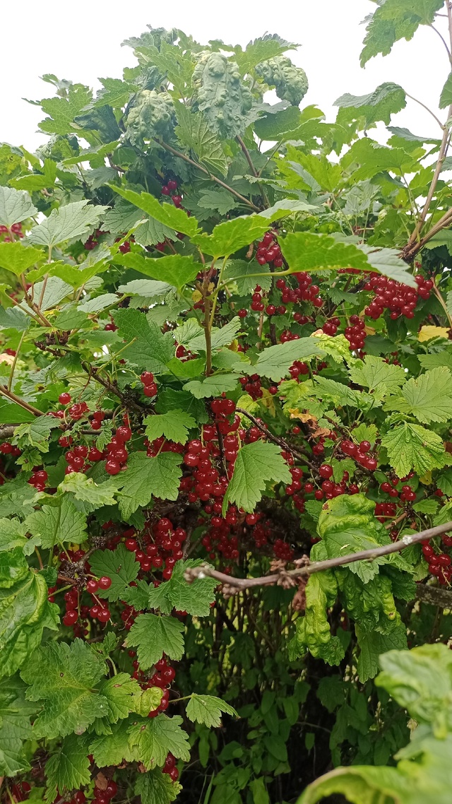 Отдам красную смородину, пишите в личку.