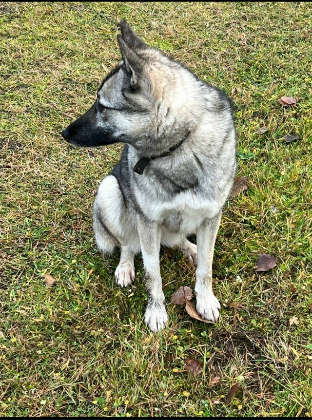 ‼️НАЙДЕНЫ СОБАКИ ‼️
🆘🆘🆘🆘🆘🆘🆘🆘🆘🆘🆘🆘🆘🆘
?...