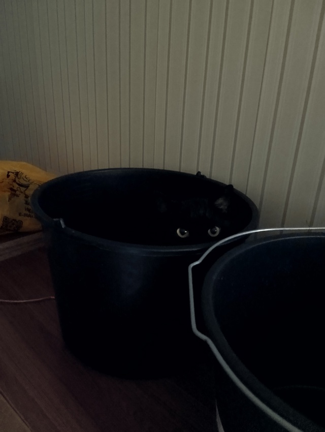 Не могу найти кота