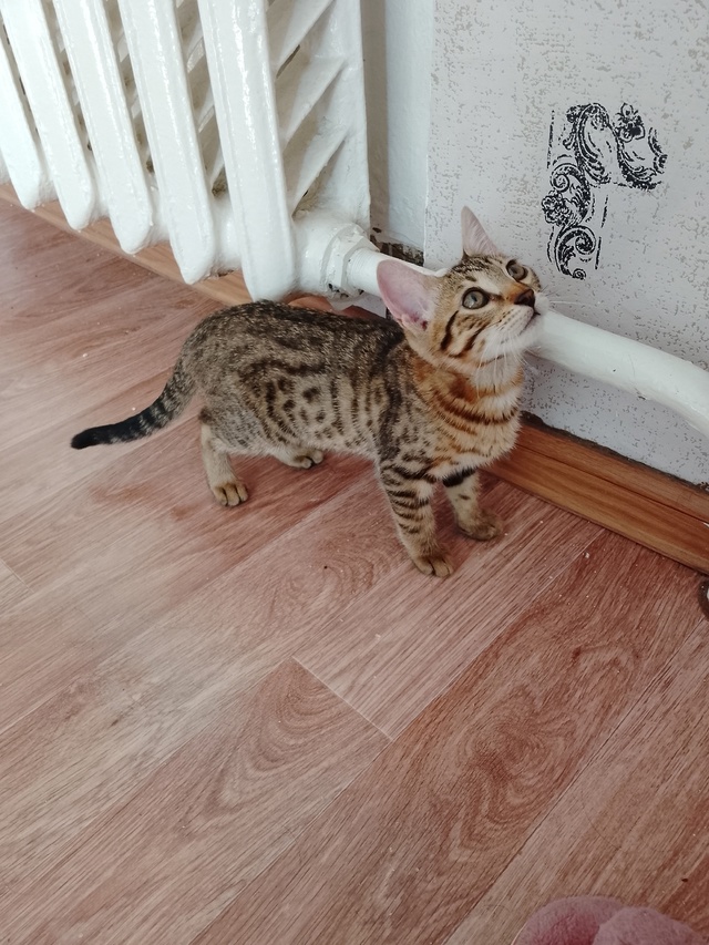 Потерялся котёнок, девочка. Убежала из дома Адмирала Н?...