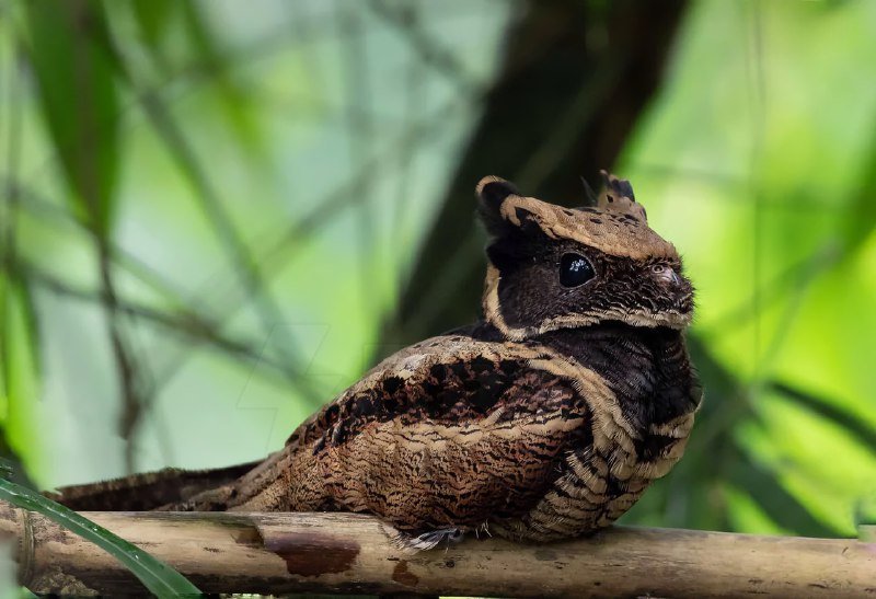 Это большой ушастый козодой — птица, которая больше всех остальных в мире похожа на дракона
Какой ж
