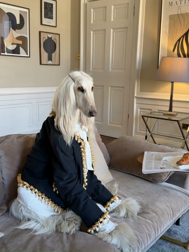 Собака с длинной шелковой шерстью и аристократичным в?...