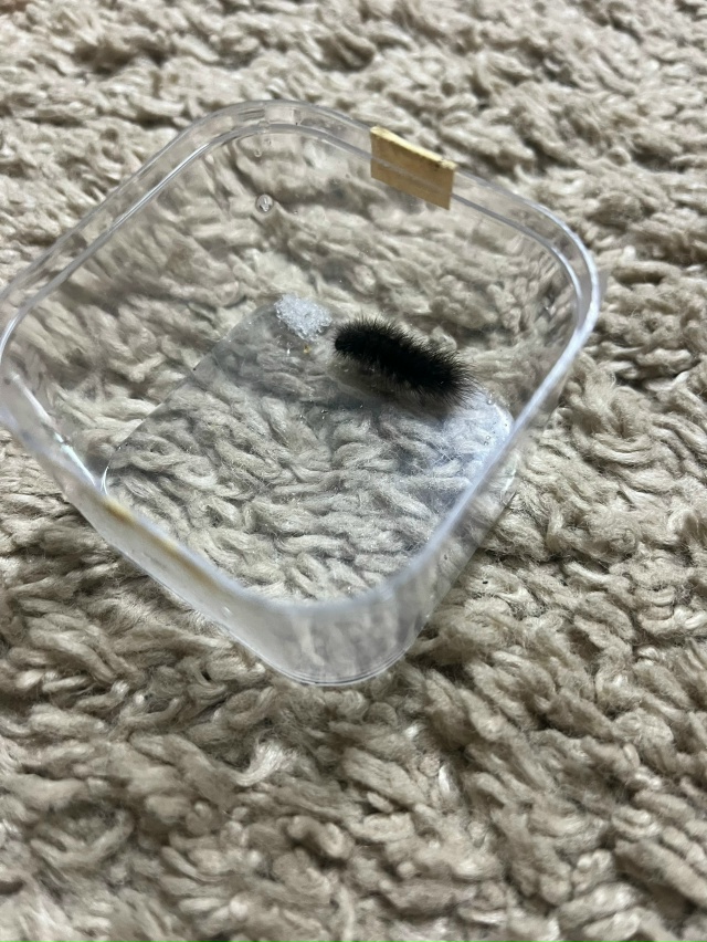 Что за гусеница? Кто знает? Нашли на снегу.