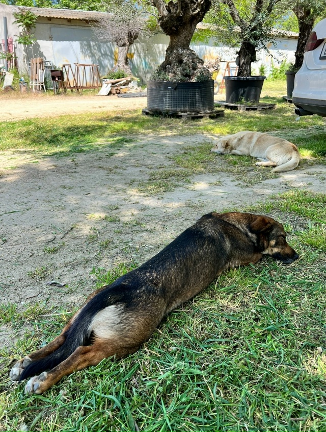 Пропала собака в районе курортной зоны, ул. Фрунзе, ул.П...