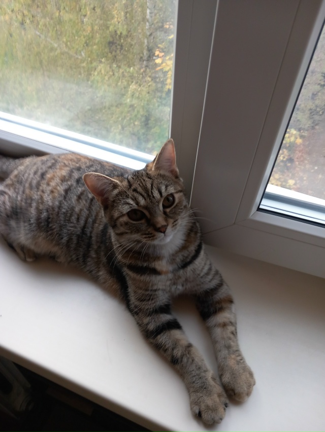 Котята 6 мес в добрые руки кот будет большой приучены к ...