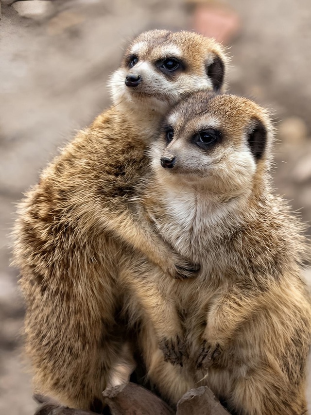 Сурикаты обнимаются не потому, что мёрзнут, а потому чт...