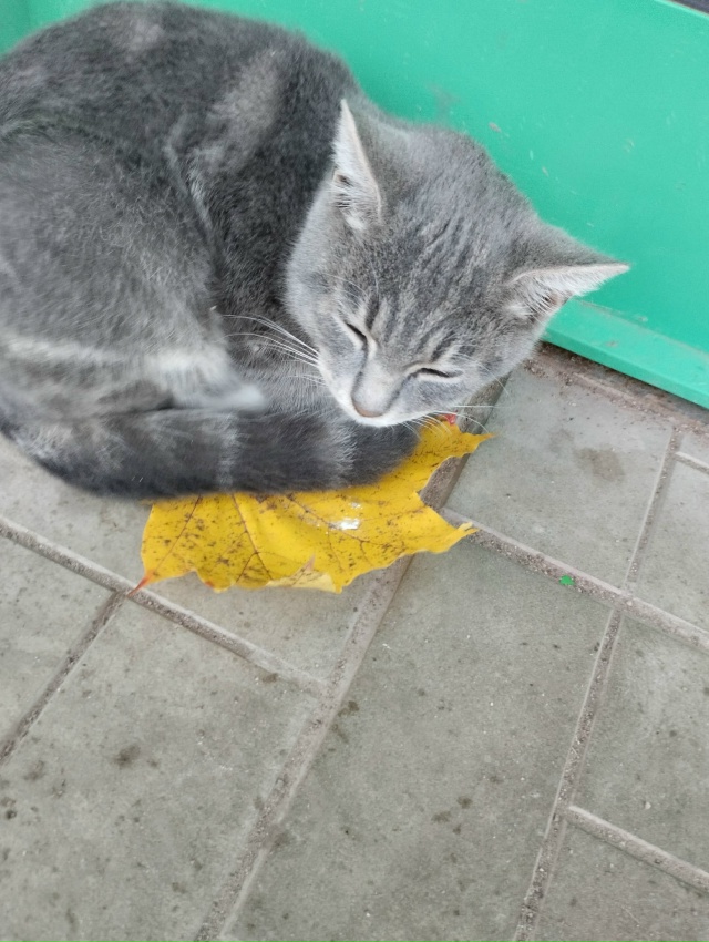 Чьи кошечки сидят у пятёрочки в Кулотино?похожи на дом?...