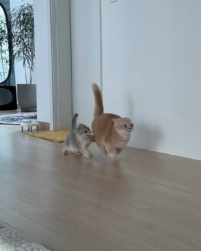 Не чипой!!