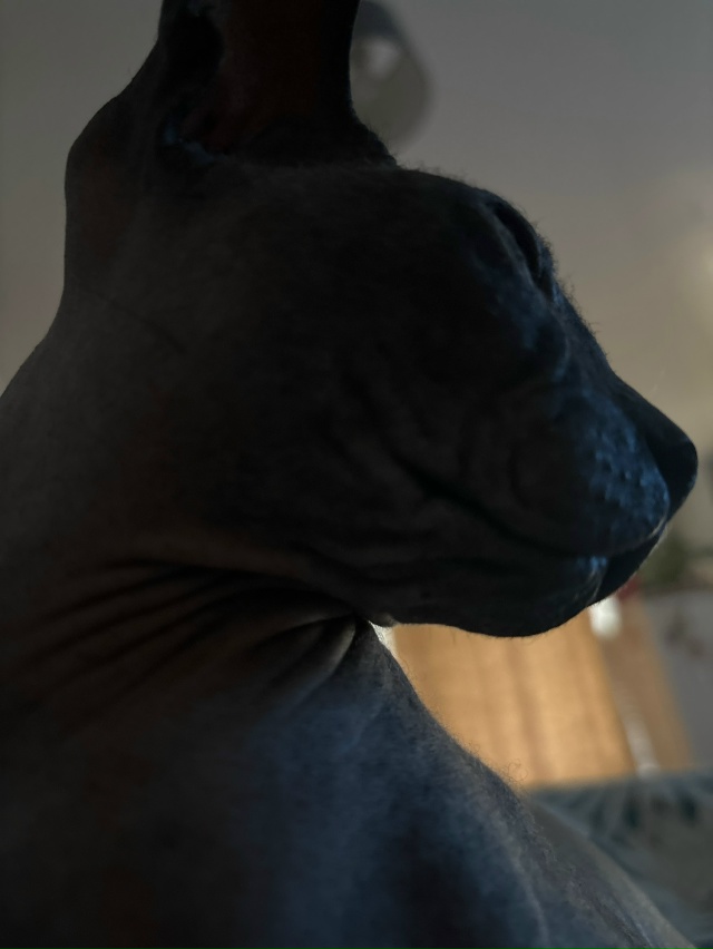 Арчер, немного всрат, но в основном - постельный клоп❤??...