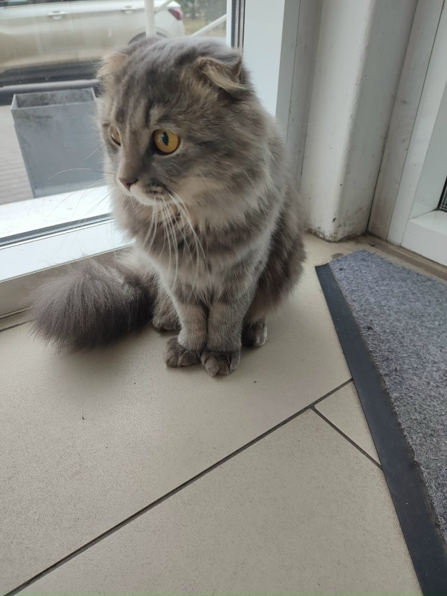 Потерялась кошка, видно что домашняя, загнали в подъез?...