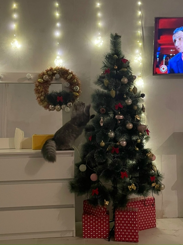 У нас уже ёлочка стоит 🎄😊
А у вас ? 🎅