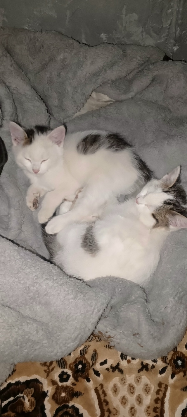 Подбросили во двор котят. Мальчик и девочка. От глистов...