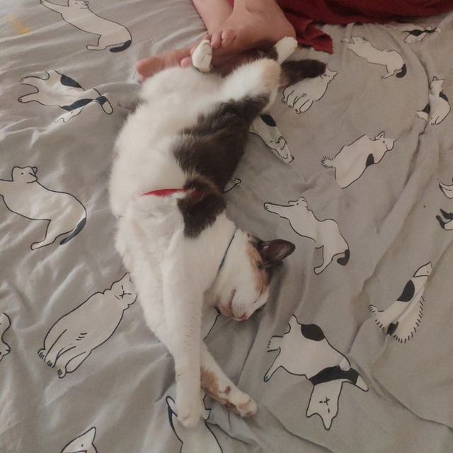 Кошка 