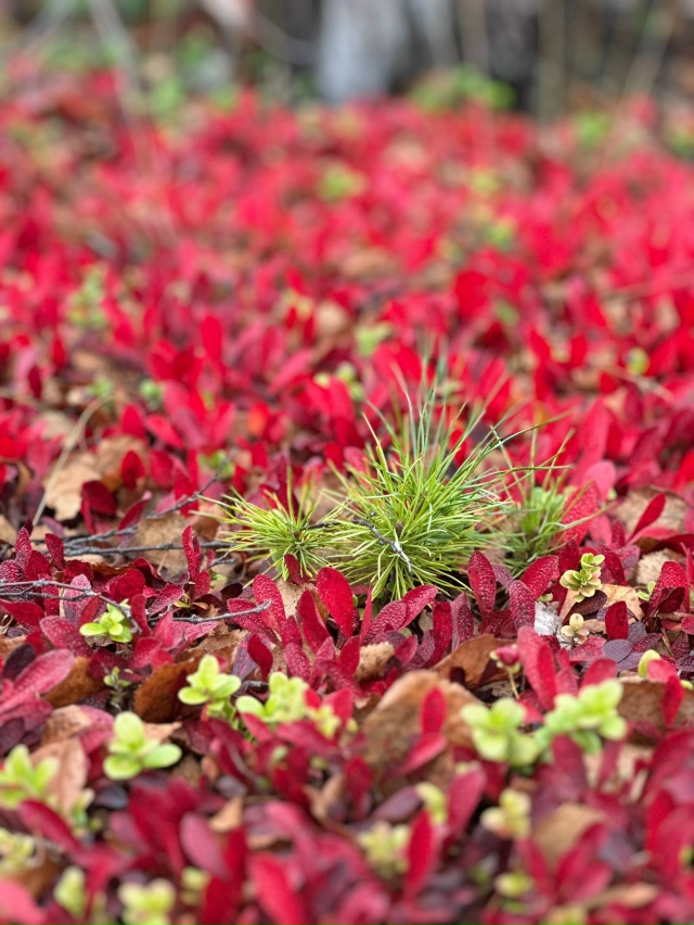 Привет Бузулук! Моя малая родина! Вот такая природа у н?...