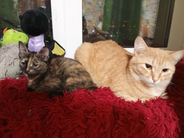 В Закамске по улице ласвинская 68б потелитесь кот Сема ...