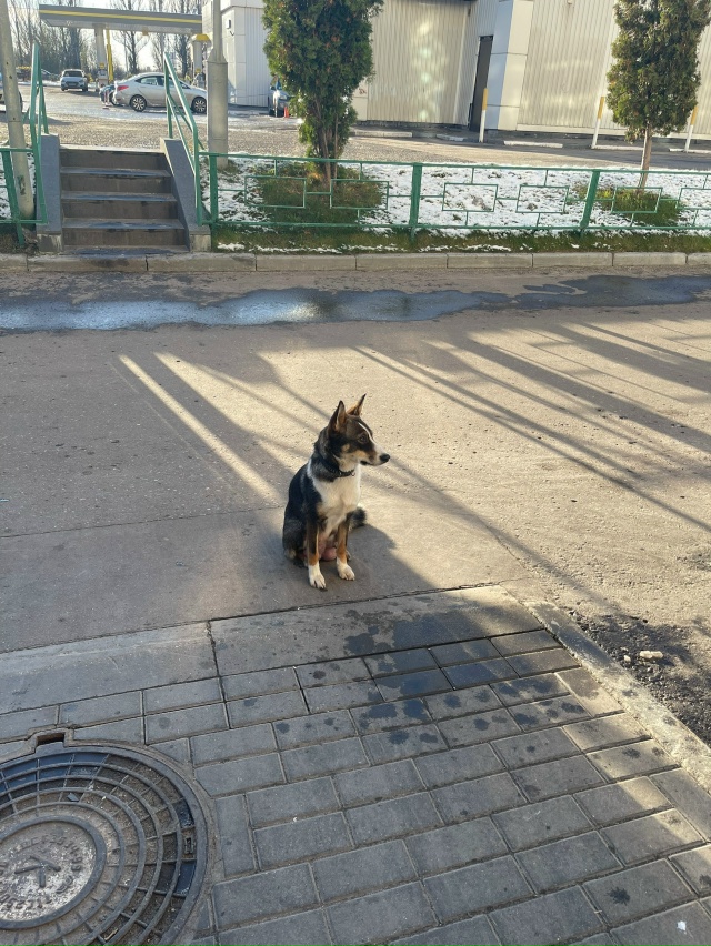 Орехово-Зуево
Якова Флиера 4
Может кто потерял
Видимо ?...