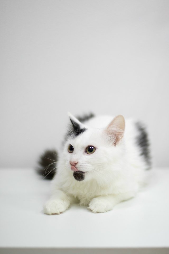 Молодой котик в поисках Дома
Беленького котика Прошу...