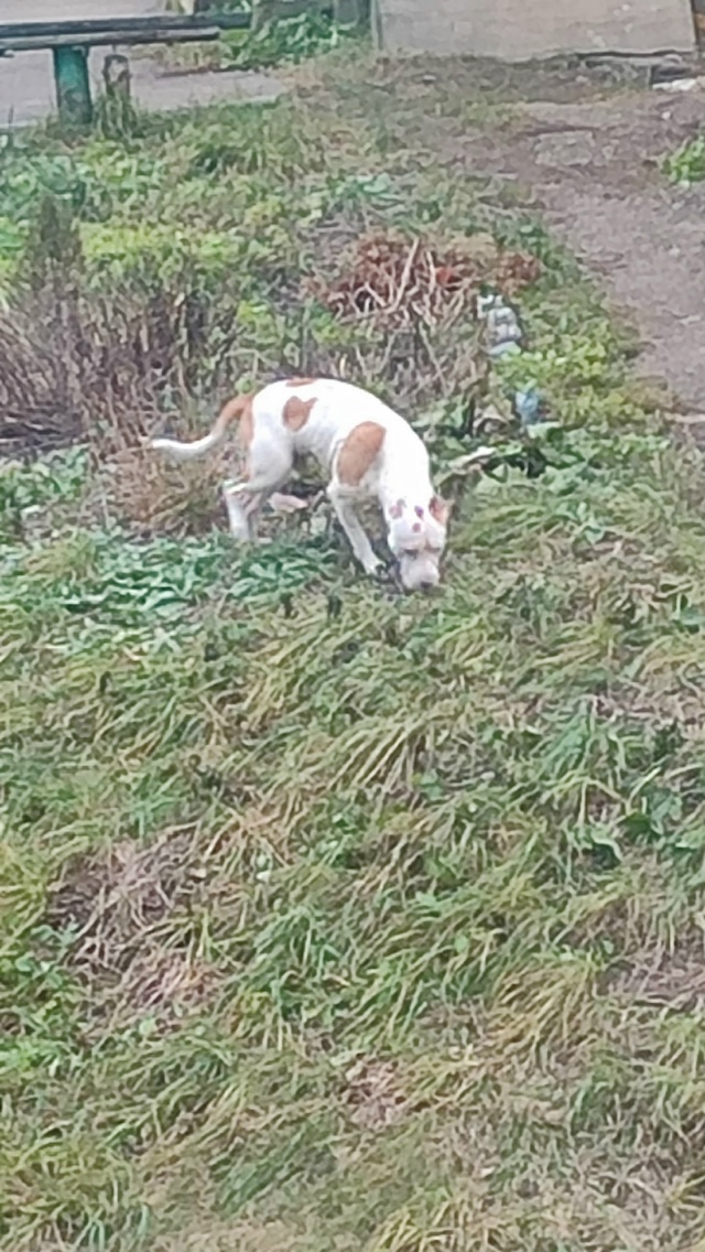 Кто потерял собаку??? Напугана,растеряна,близко не подх...