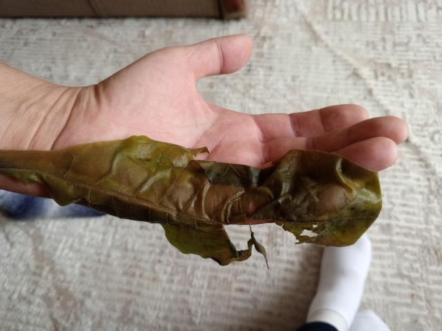 Добрый день.
Ошпарился холодом когда спал ночью на вто?...