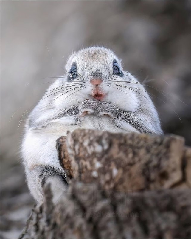 Фотографу удалось снять самого милого жителя тайги — сибирскую белку-летягу
Обычно она прячется от