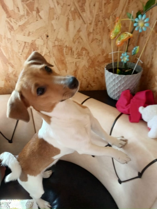 Убежала собачка район Кулешово если кто видел отпиши...