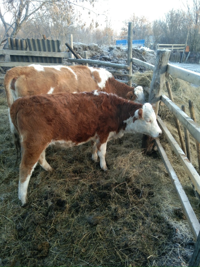 Продам двух подсосных телок, 50т.р голова, без торга, по ?...