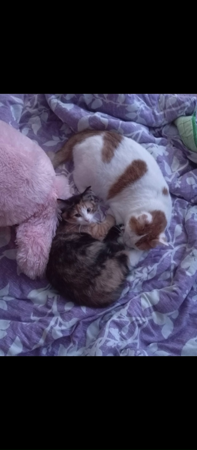 Убежала кошка, спрыгнула с балкона. Территориально Вер...