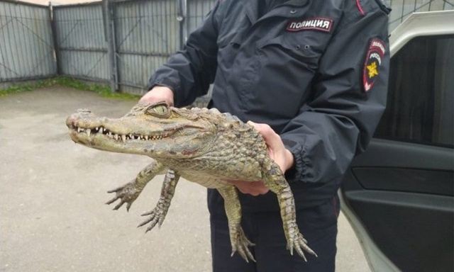 Чья потеряшка? Подобрали на шоссе Космонавтов, отклика...