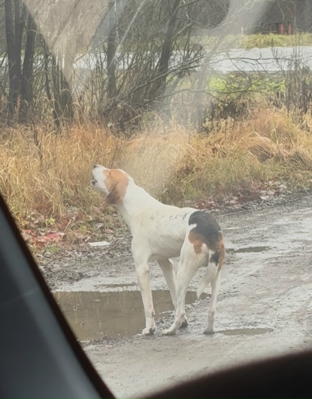 Калужская область. Думиничский район. Кто потерял охот...