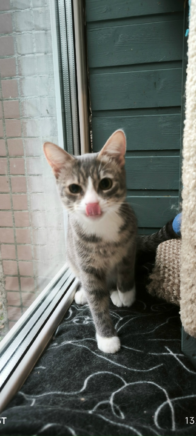 Вася, супер кошечка, 4-5 месяцев, спасена с верхней 18 , ка?...