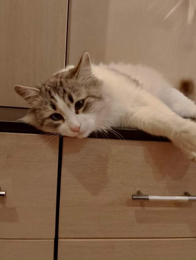 Кося, бог комода! 🤗