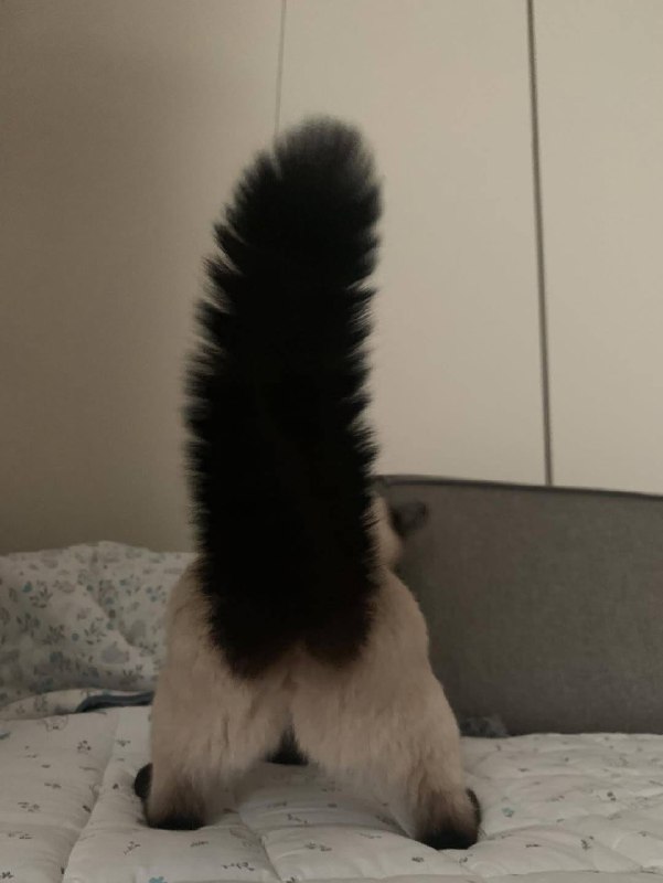 Меховые штанцы