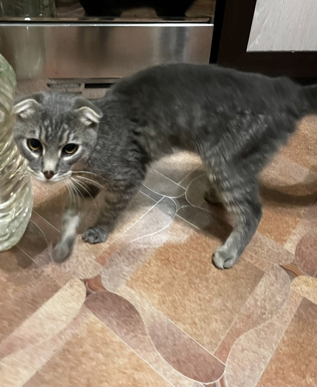 На сельхозтехнике нашли красивого кота породистого в ?...