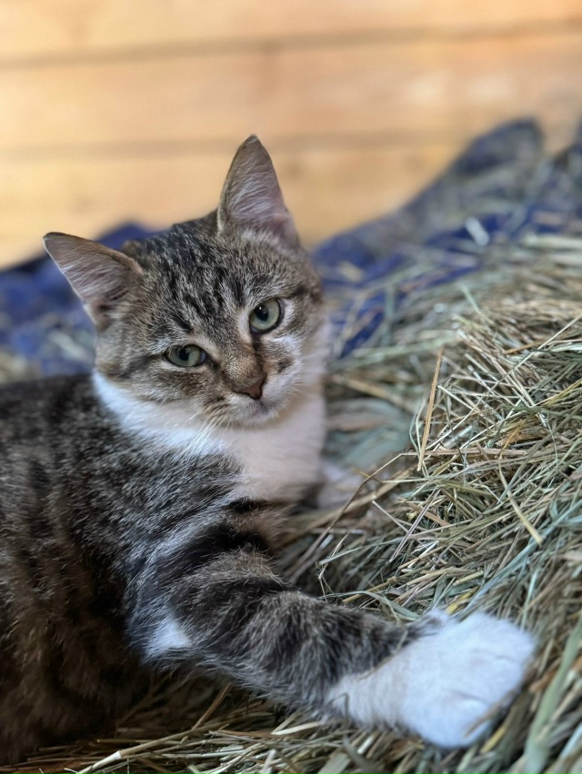 🔴🔵🟠КОТЯТА, которым нужен ДОМ🟢🟣🟡
КЛЁПА, мальчик, ...