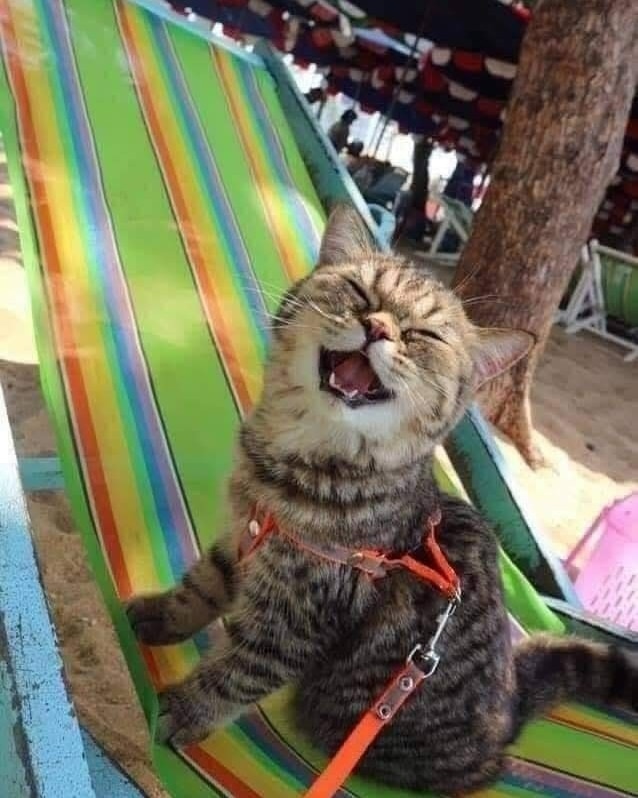 Даже котик на море, а ты нет)