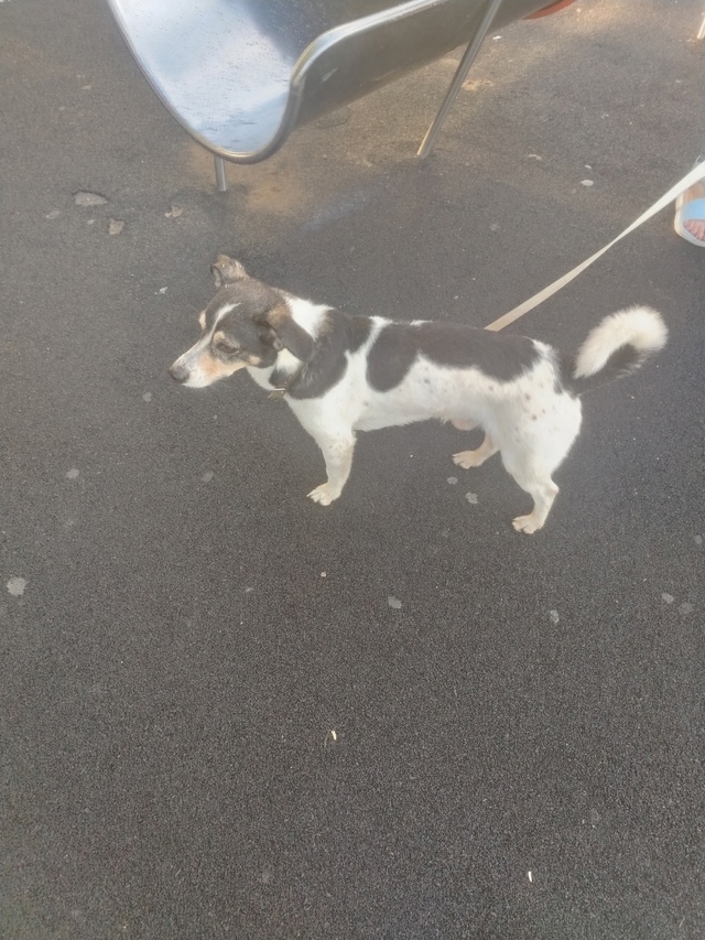 Ваши вопросы.
1⃣ Нашлась собака около пятой школы на п?...