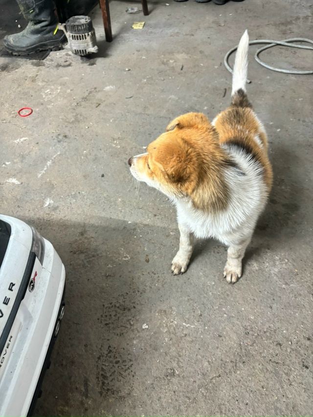 Может кто то потерял собачку