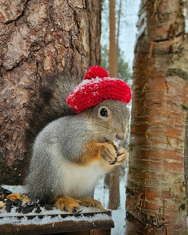 Просто белочка в шапке в Черняевском лесу 😄
📸 Марин...