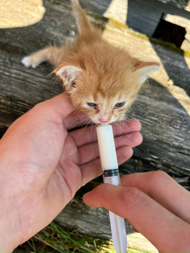Найден маленький котенок 🐱 Очень добрый и ласковый 🥹...