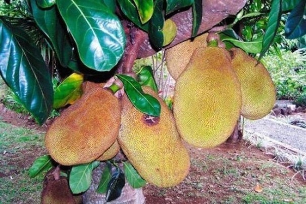 В Западной Африке произрастает самое сладкое растение...