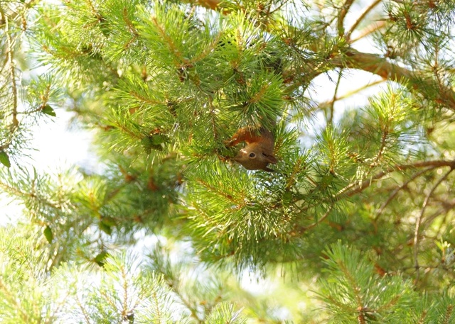 🐿🐈🦆Живность в Парке культуры и отдыха г. Салават
А...