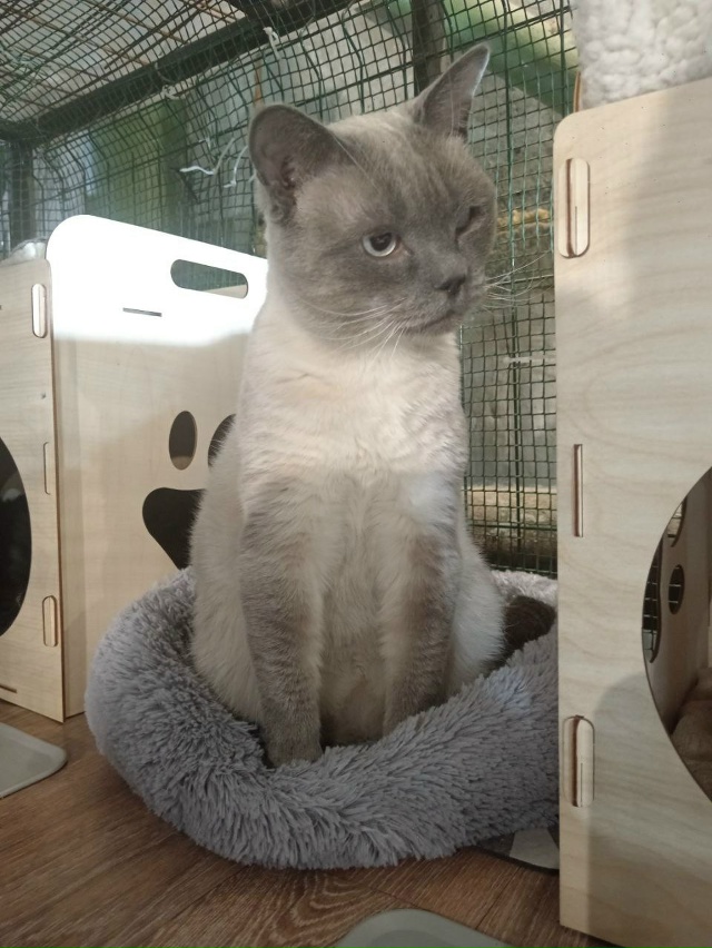 🐾✨ Веня ищет дом🐱
Вероятнее всего, он был выброшен ?...