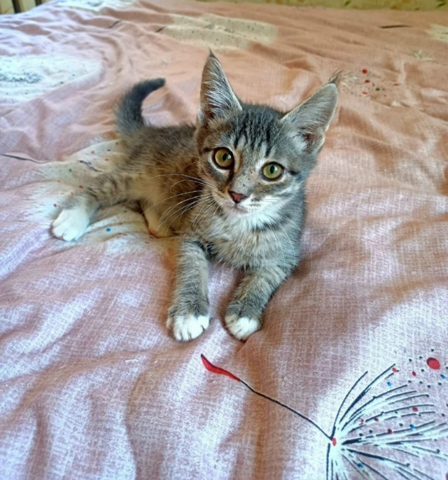 Опубликуйте пожалуйста ? Прекрасный длиннолапый, ло?...